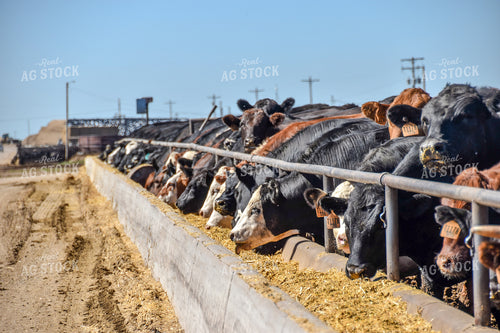 Diverse Cattle Eating From Feed Bunk in Feedlot Pen 56461