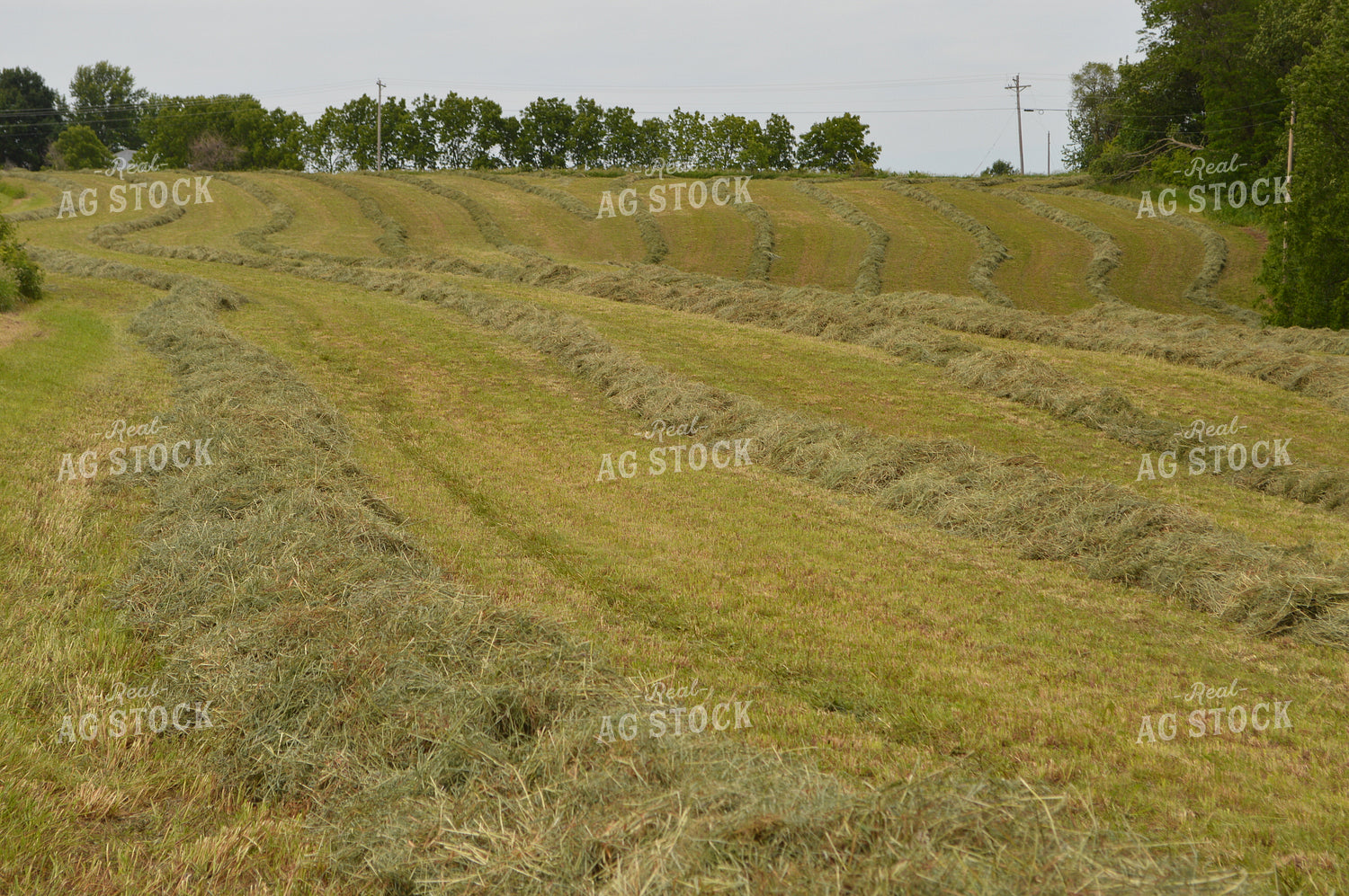 Cut Hay 206025