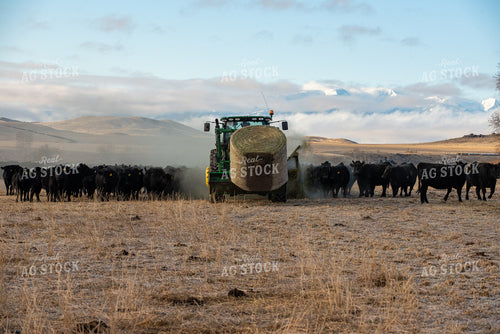 Feeding Cows with Round Bale Shredder 51004