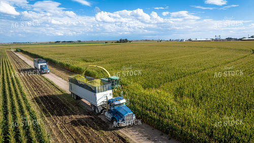 Silage Harvest 56534