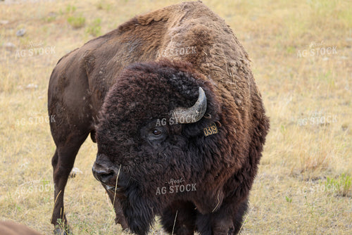 American Bison 261035