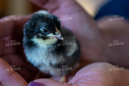 Adorable Close-Up of a Newly Hatched Chick Held in Hands 65250