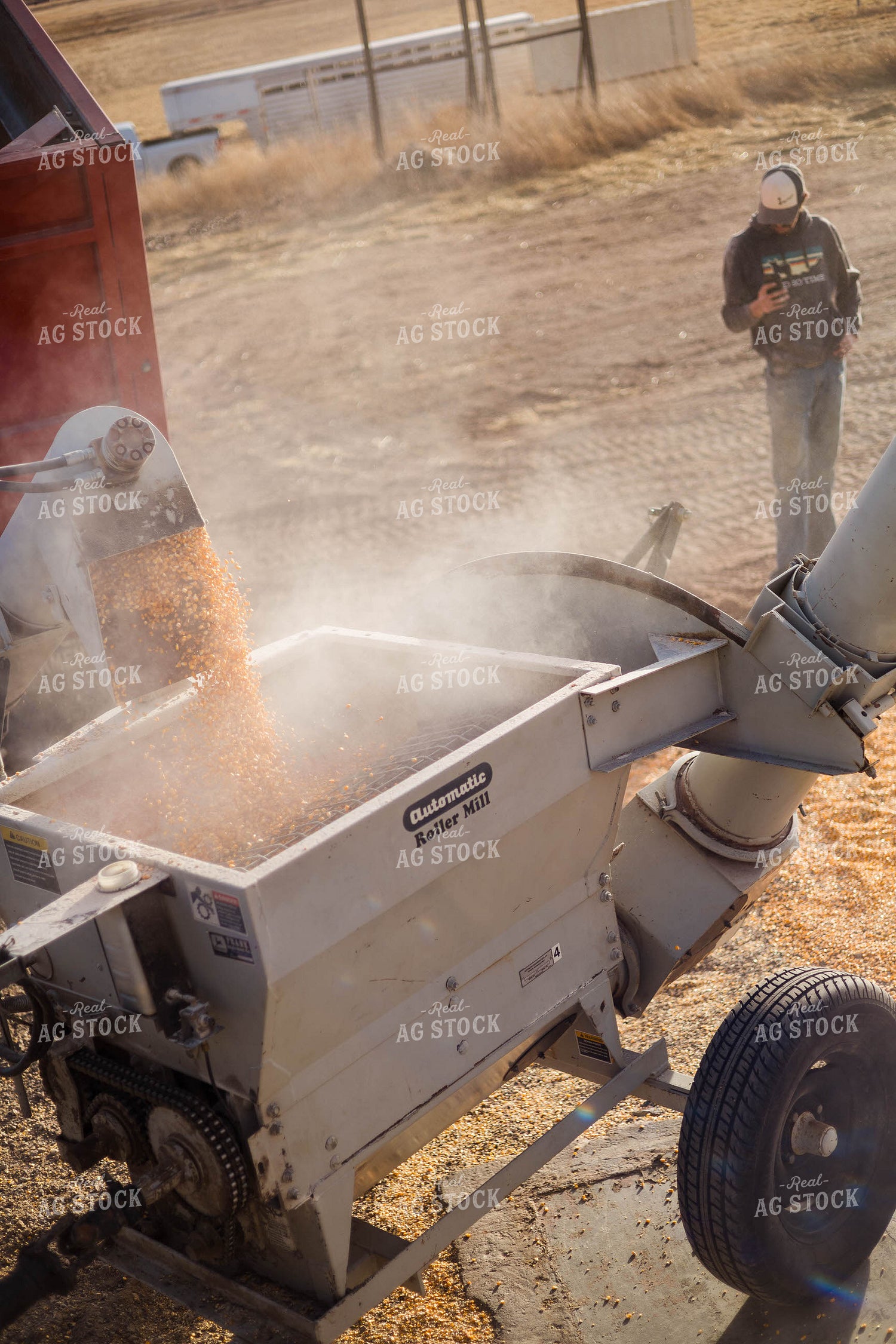 Grinding Corn to Feed Cattle 97239