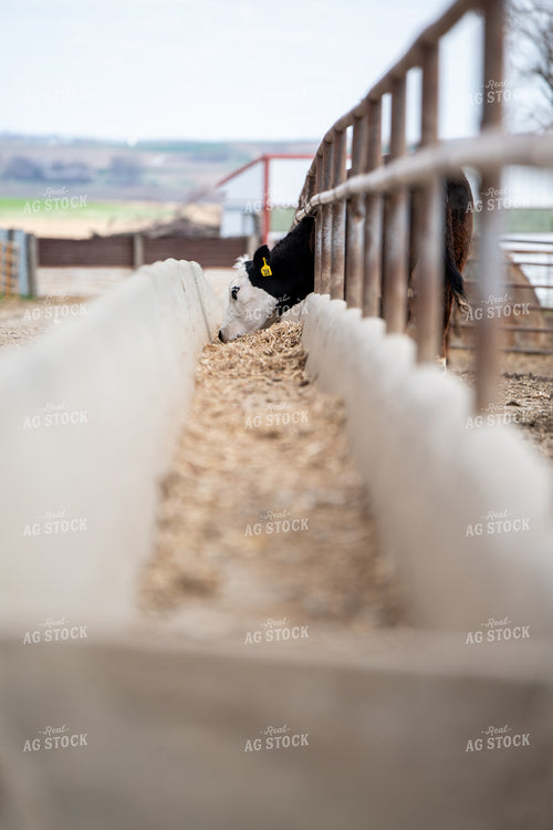 Black Baldy Eating from Feedbunk 193021