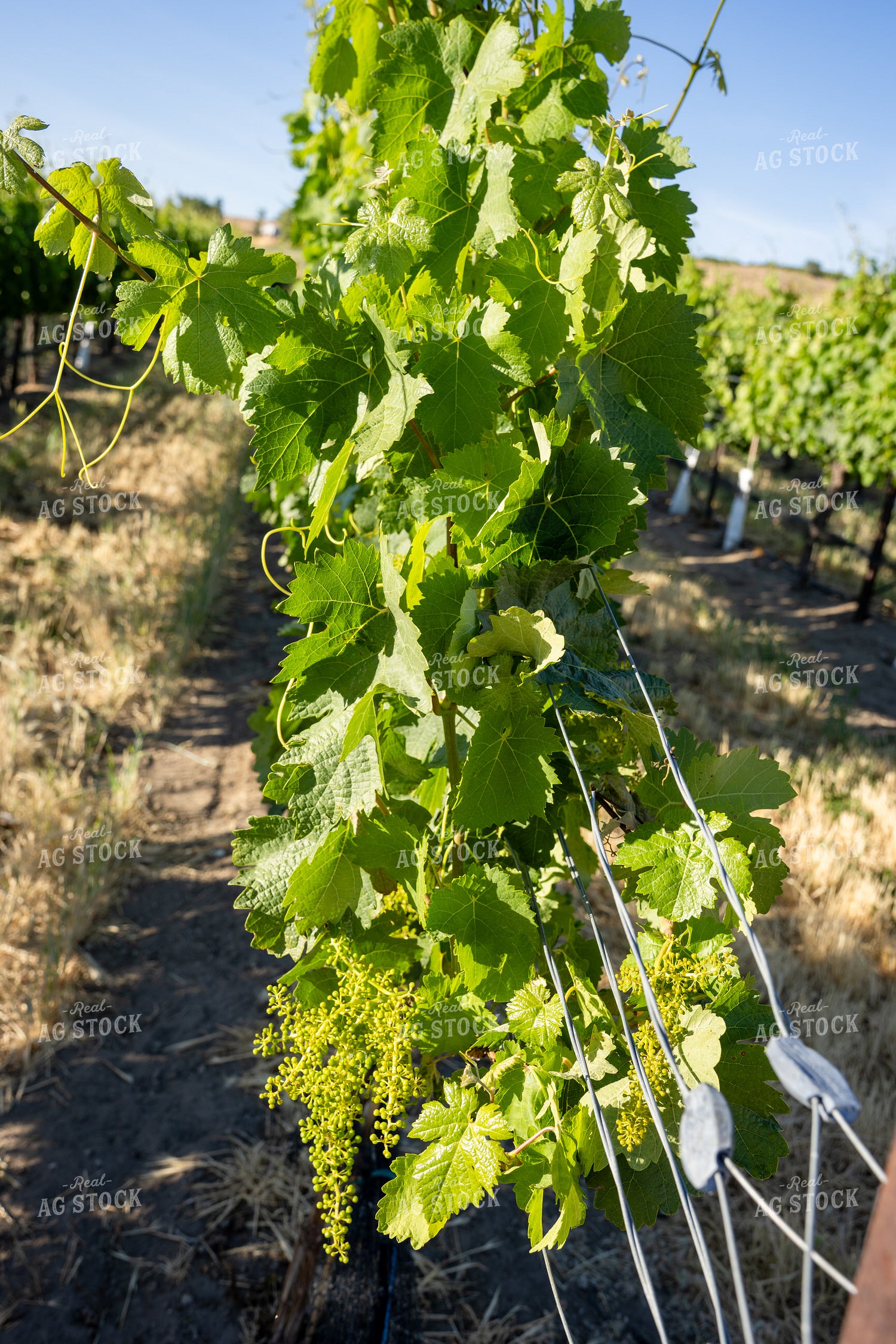 Grapevines 65796