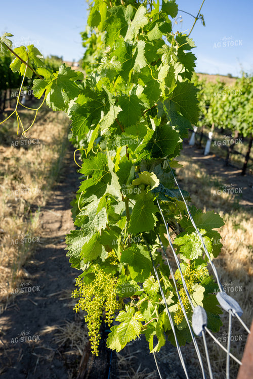 Grapevines 65796