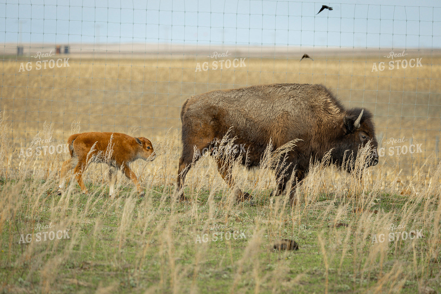 Bison 187172