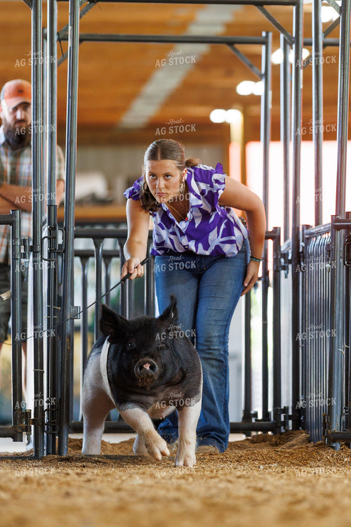 Showing Pigs 295097