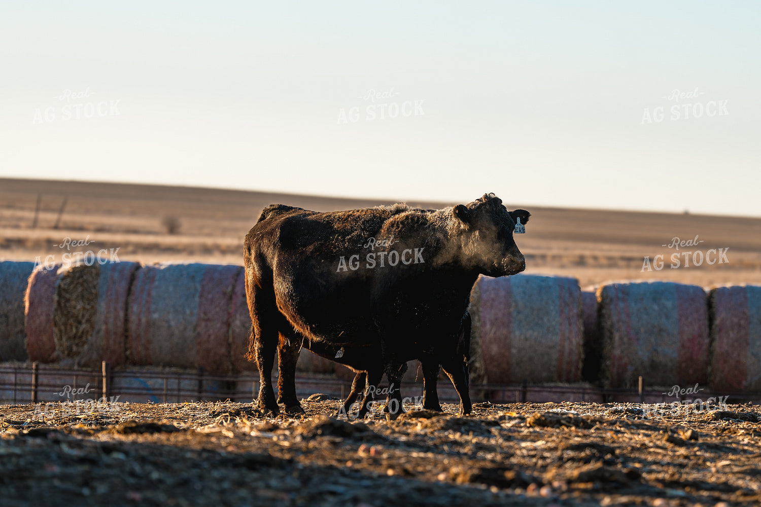 Simmental Cow Calf Pair 68341