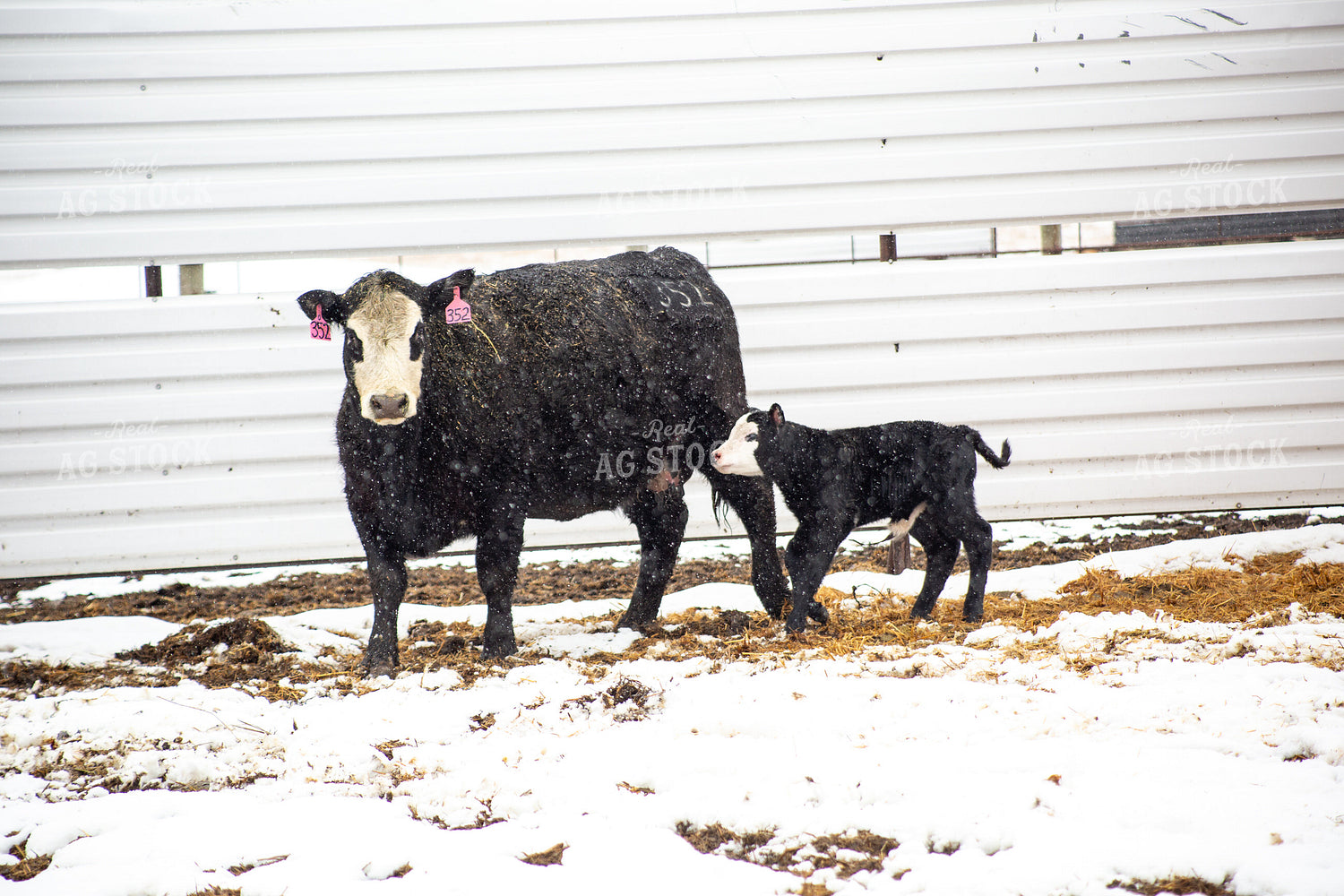 Cow Calf Pair 155477