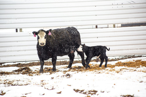 Cow Calf Pair 155477
