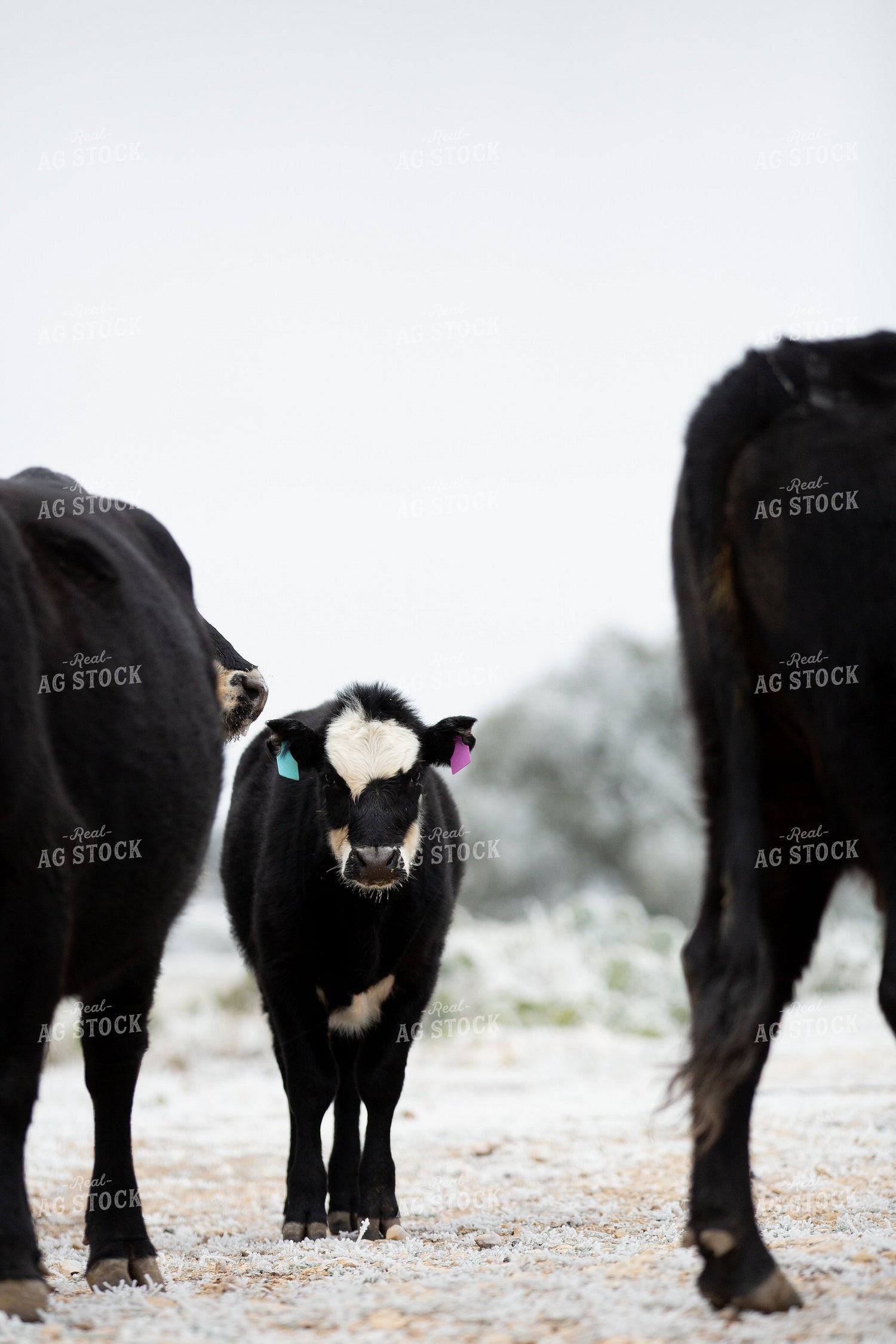 Black Baldy Calf 134065