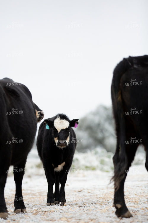 Black Baldy Calf 134065
