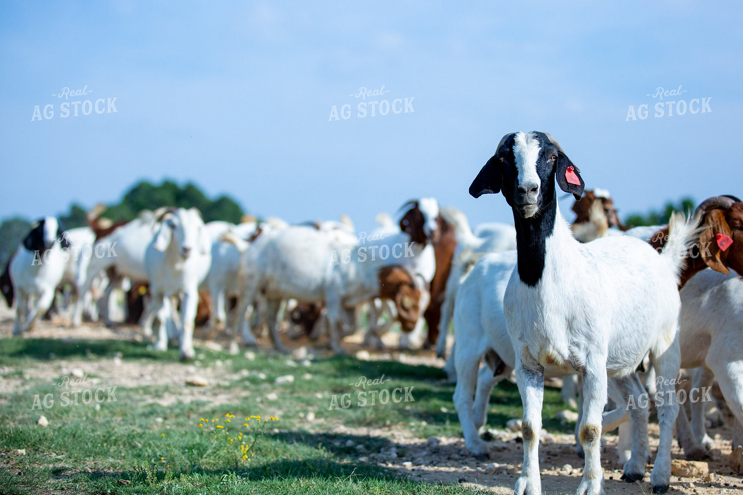 Herd of Boer Goats 134043