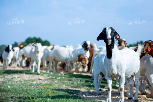 Herd of Boer Goats 134043