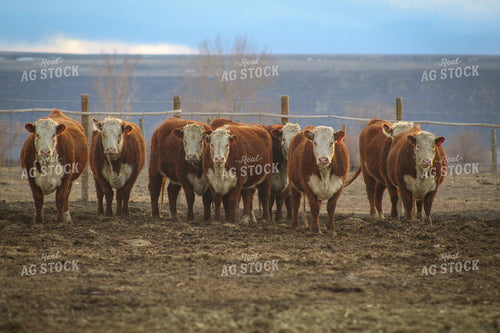 Bred Hereford Heifer Cattle 78167