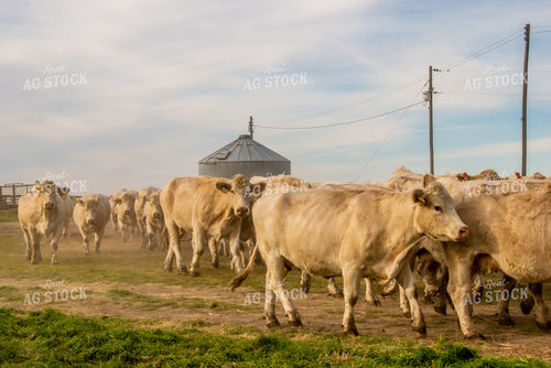 Moving Charolais Cattle 299010
