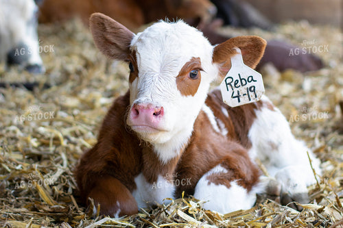 Calf in Corn Stalk Bedding 50051