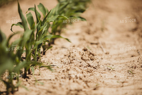V3 Corn in Light Soil 5778