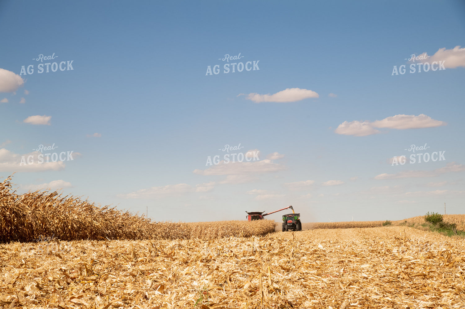 Corn Harvest 25944