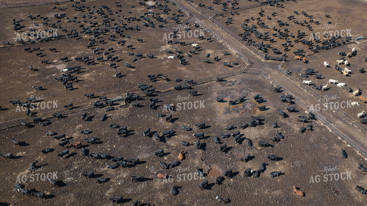 Cattle Feedlot Drone 56440