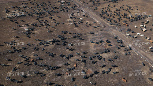 Cattle Feedlot Drone 56440