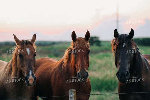 Horses 123024