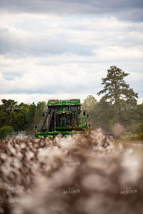 Cotton Harvest 136153