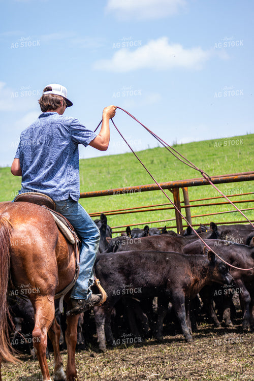 Rancher Roping Cattle 214196