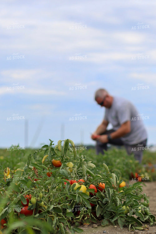 Farmer in Tomato Field 109011