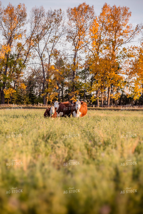 Hereford Cattle on Pasture 81162