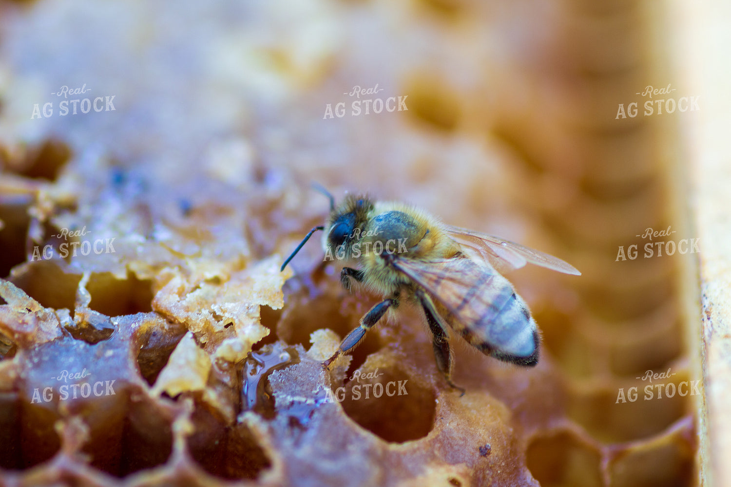 Honeybee on Honeycomb 105010