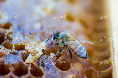 Honeybee on Honeycomb 105010