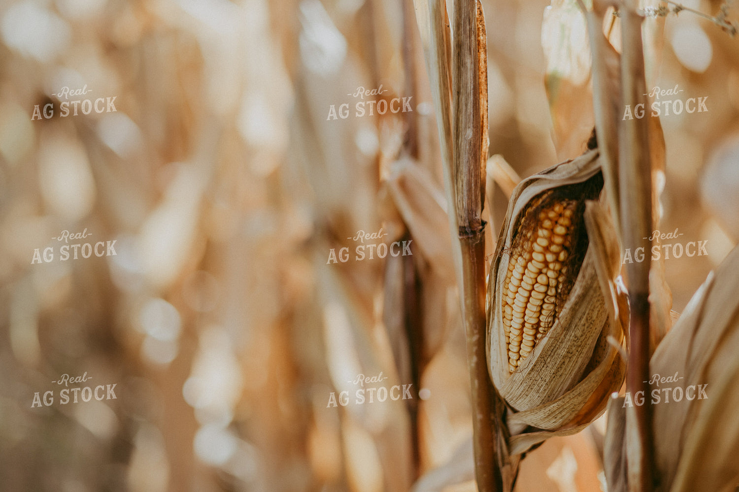 Dried Corn Plant 111015