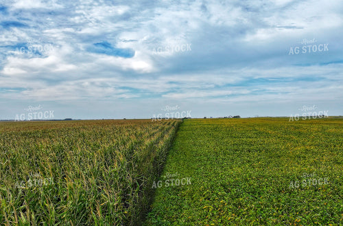 Midsummer Fields 141382