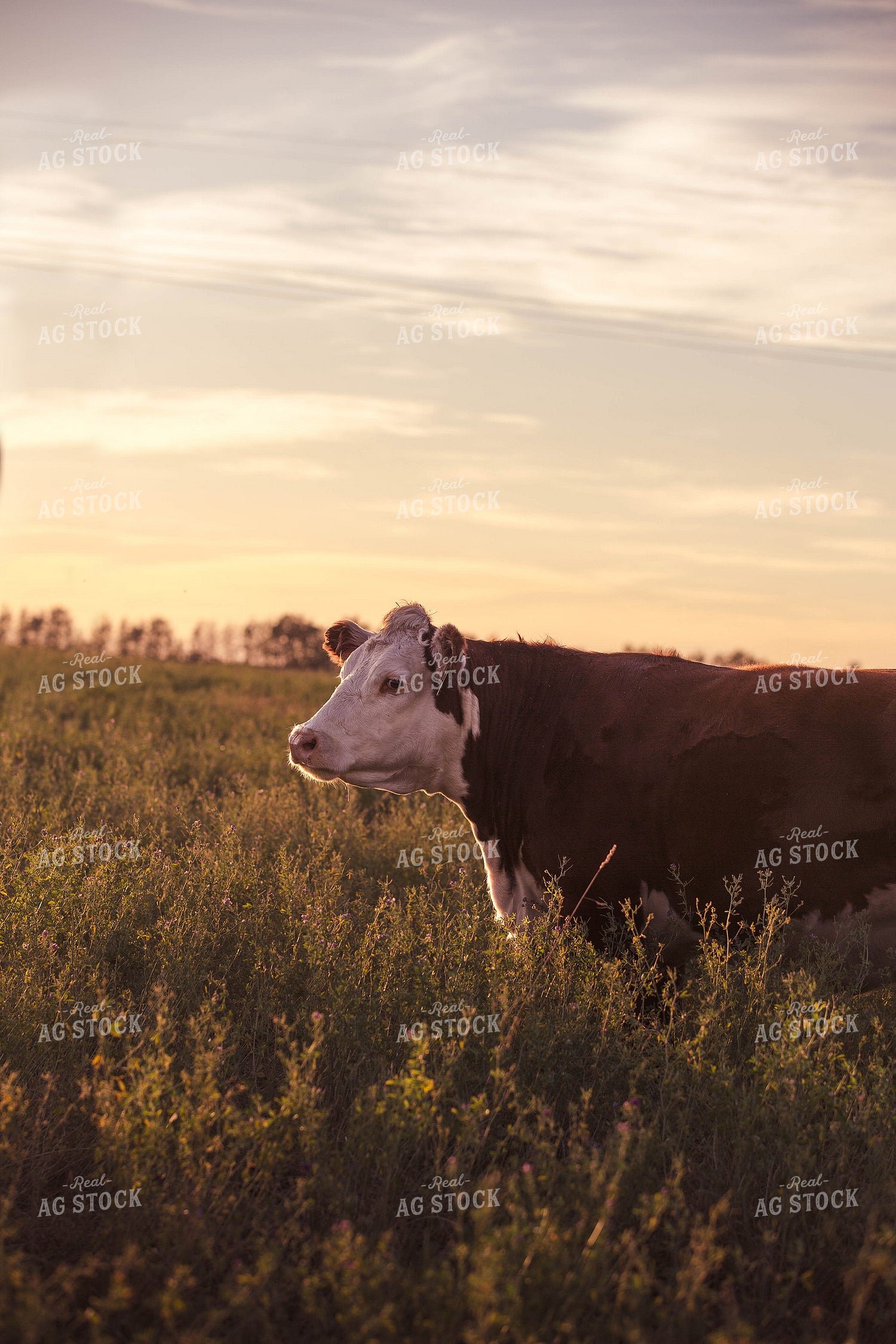 Hereford Cattle on Pasture 81165