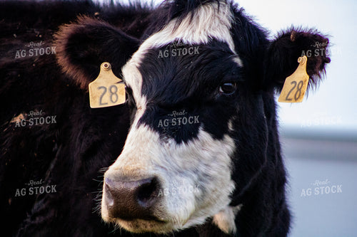 Cross Cattle 214118