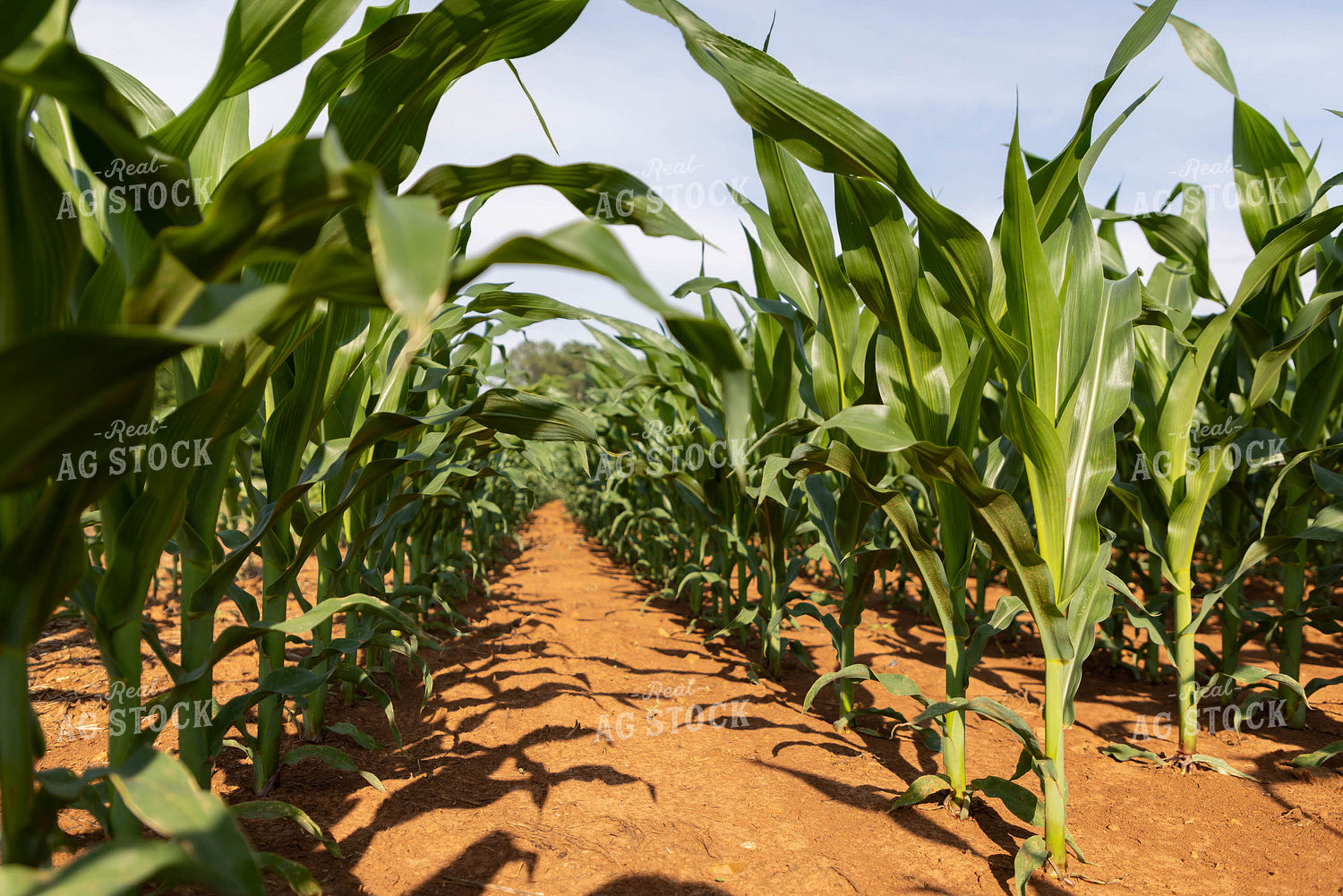 Midseason Corn Field Between Rows 79301