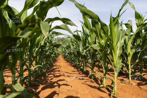 Midseason Corn Field Between Rows 79301