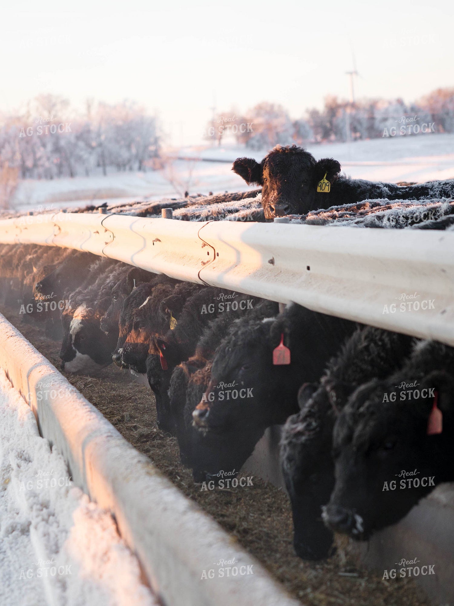 Cattle Eating Out of Trough 70147
