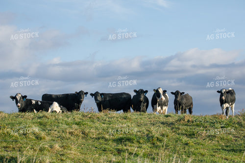 Cattle on Pasture 145008
