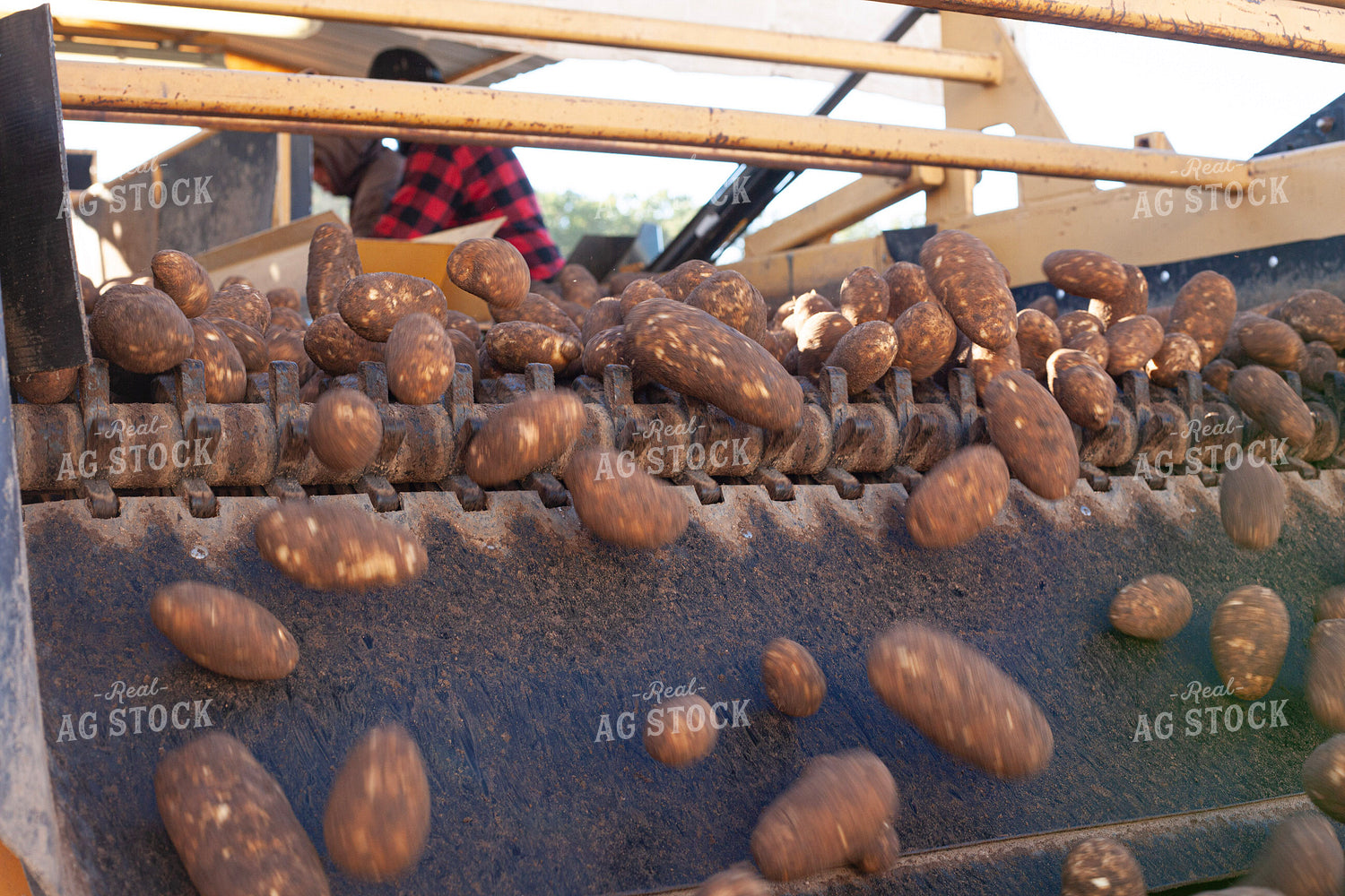 Unloading Harvested Potatoes 132208