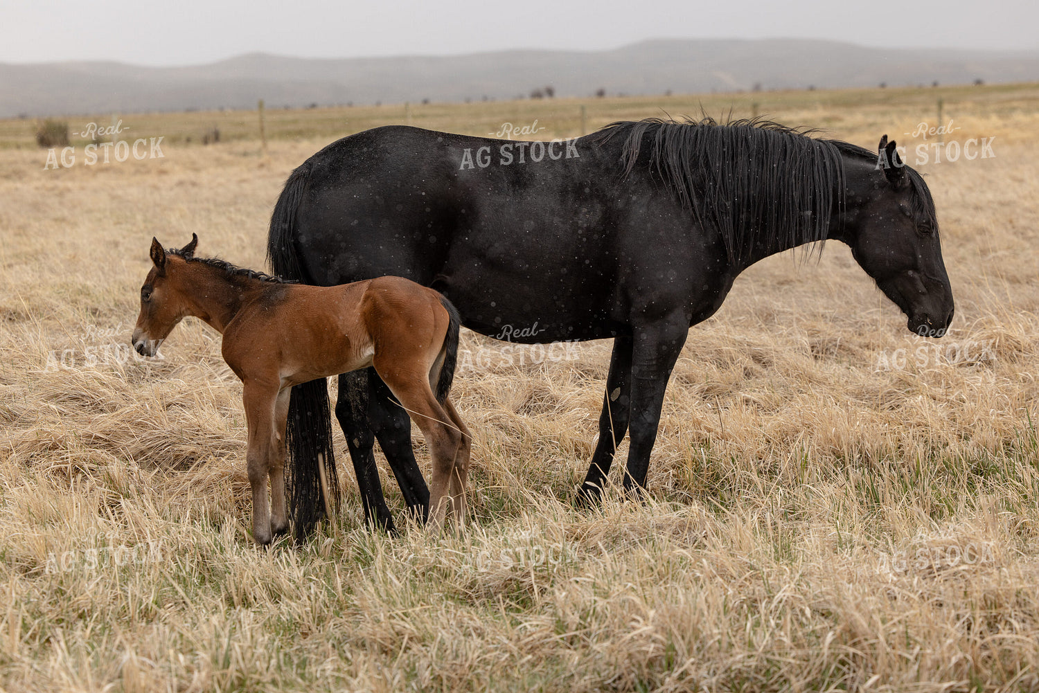 Mare and Foal 304083