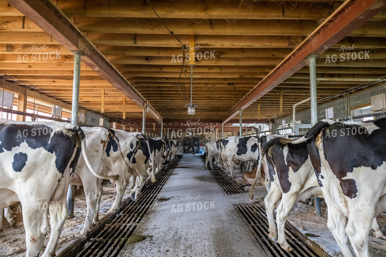 Holstein Cattle in Sand Beds 270187