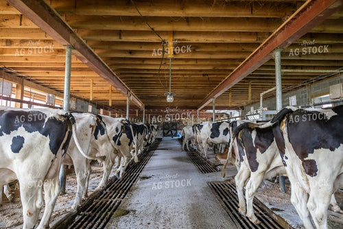 Holstein Cattle in Sand Beds 270187