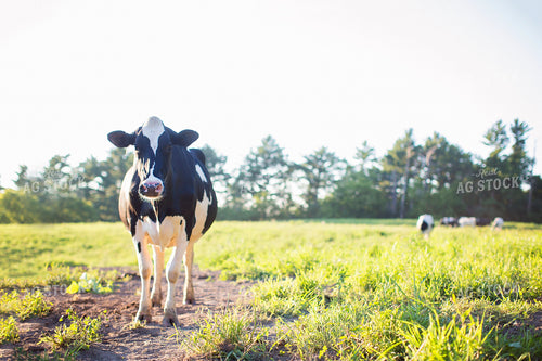 Holstein Cow in Pasture 55143