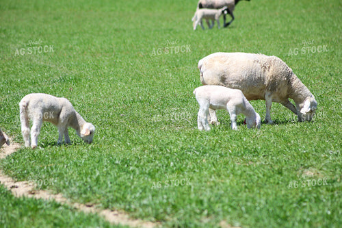 Lambs and Ewes 84221