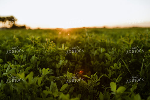 Alfalfa Field at Sunset 83068