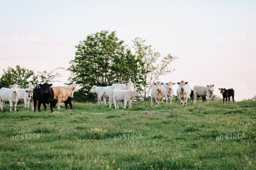 Cattle on Pasture 182037