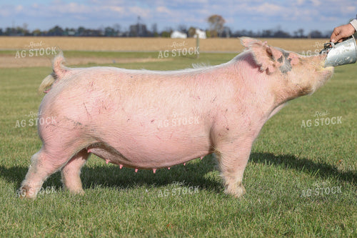 Show Pig 160478